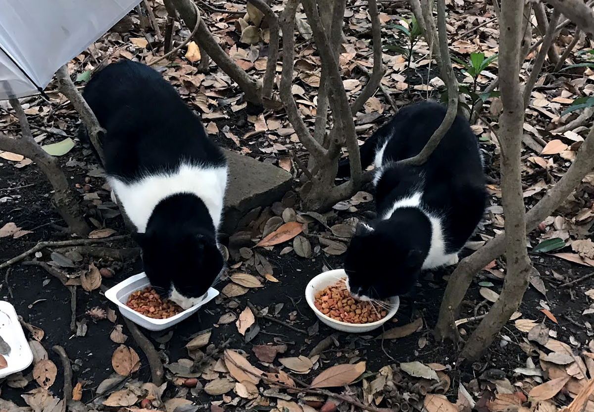 f:id:miemieization:20191231203500j:plain