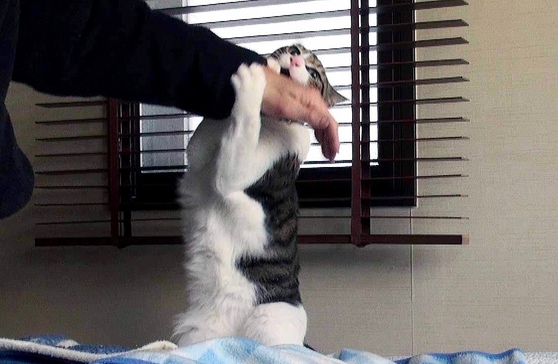 f:id:miemieization:20200401222802j:plain f:id:miemieization:20200401222802j:plain