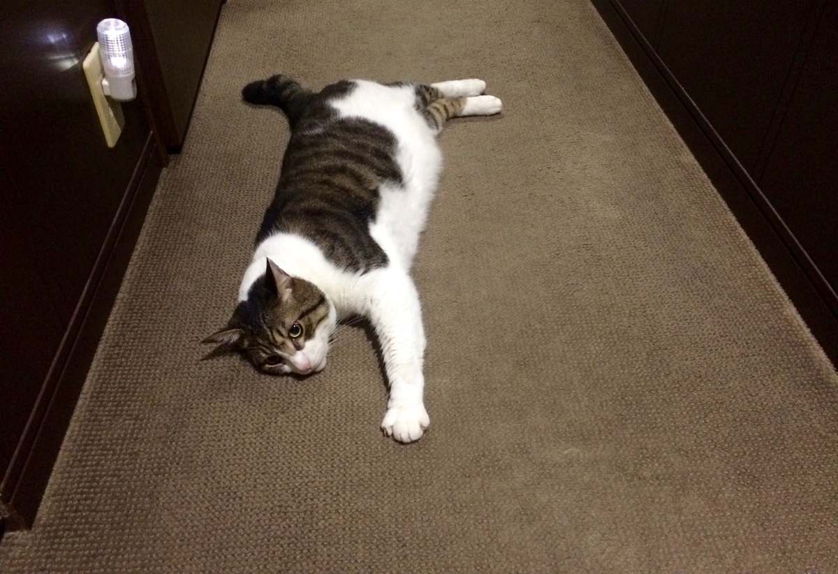 f:id:miemieization:20200401222942j:plain f:id:miemieization:20200401222942j:plain