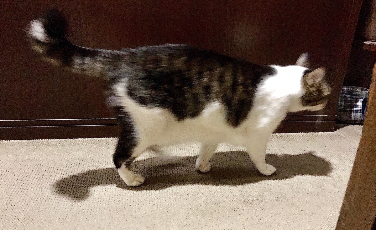 f:id:miemieization:20200809210231j:plain