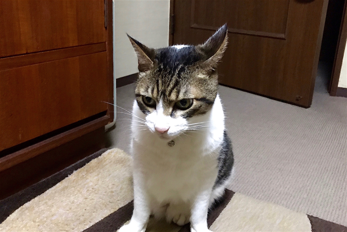 f:id:miemieization:20200828210654j:plain