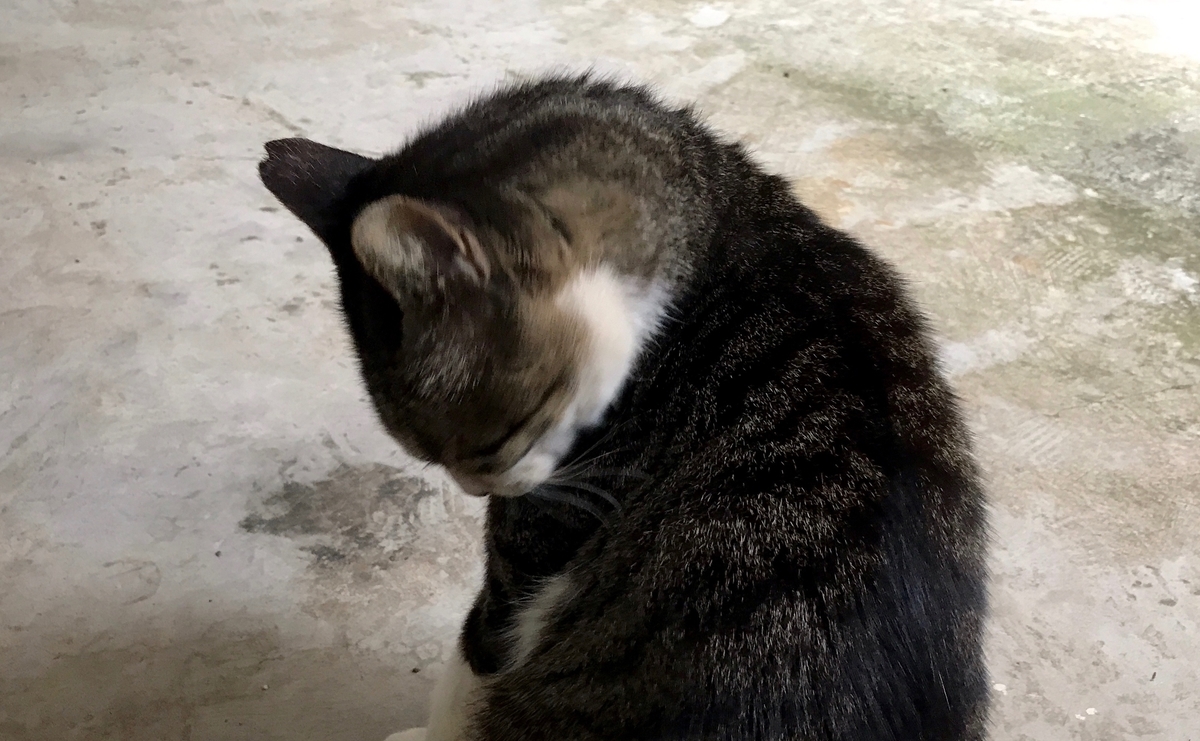 f:id:miemieization:20201107211515j:plain