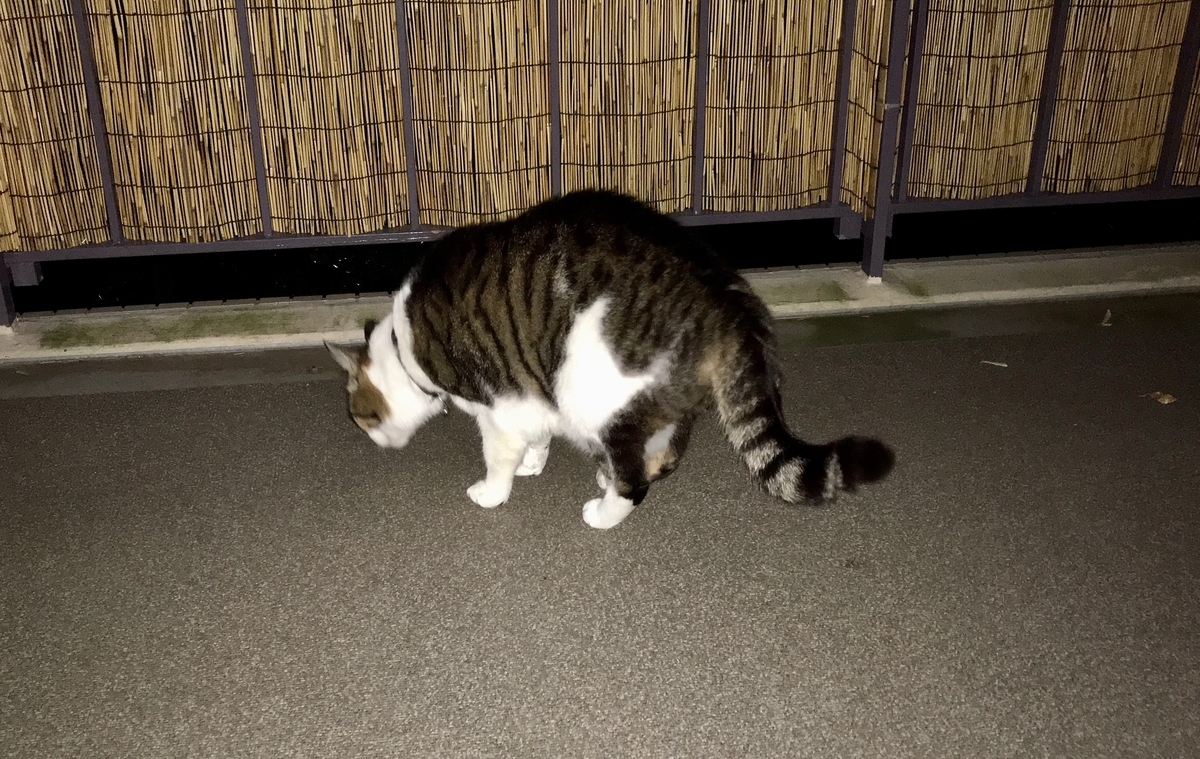 f:id:miemieization:20201117213350j:plain