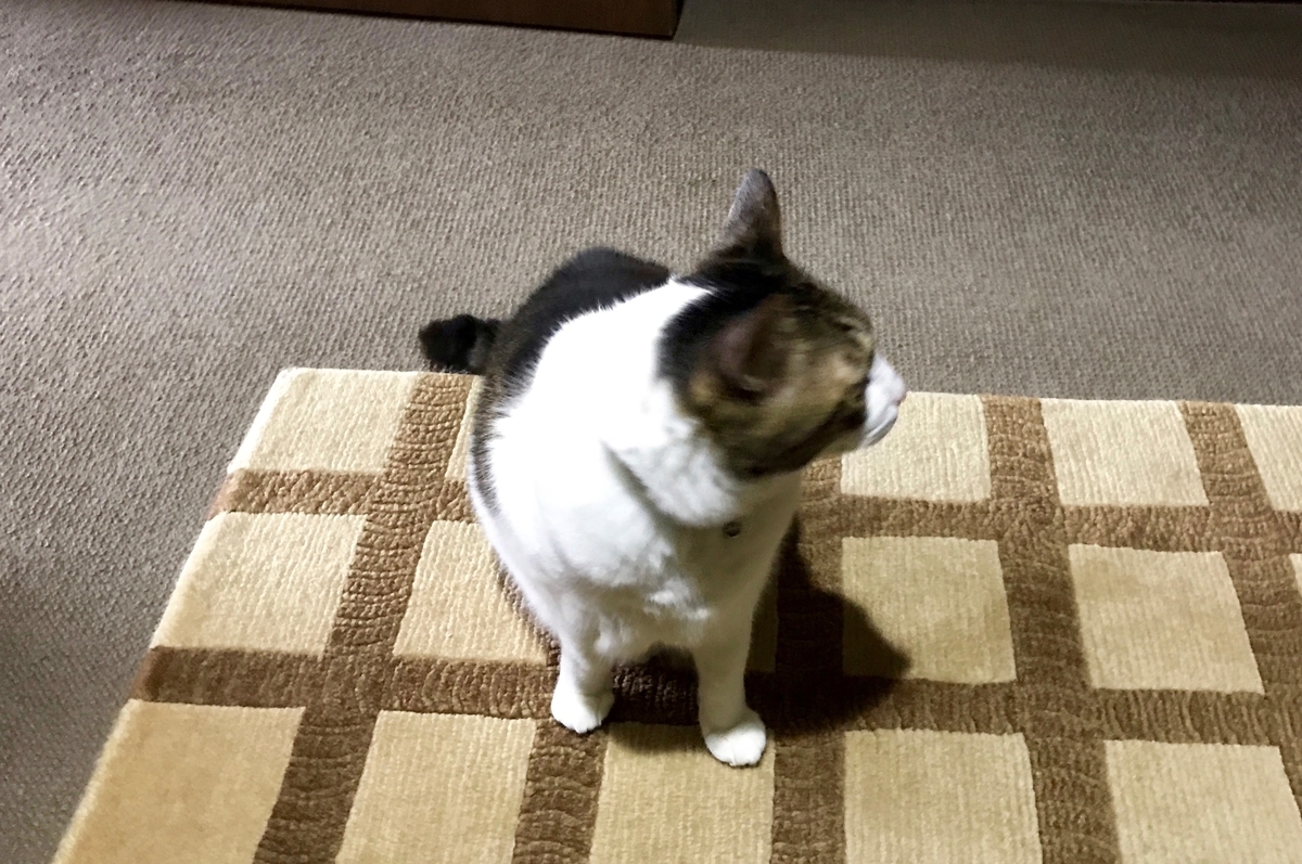 f:id:miemieization:20201219202347j:plain