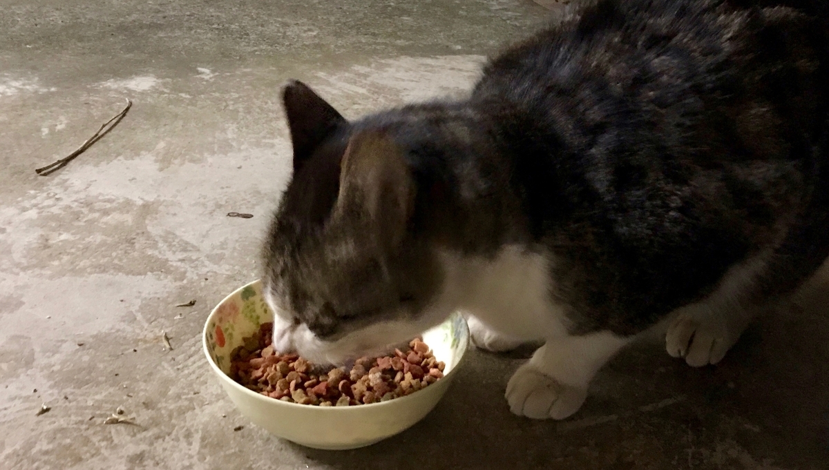 f:id:miemieization:20210111185908j:plain