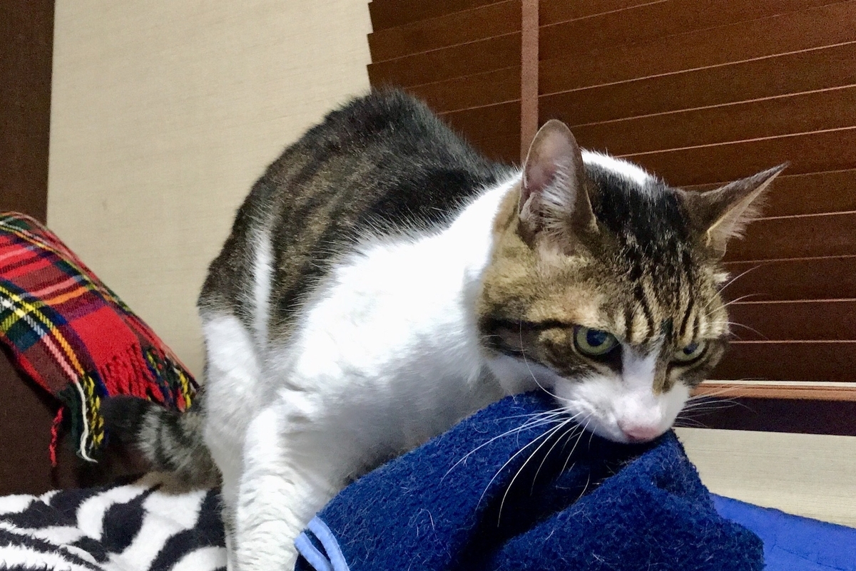 f:id:miemieization:20210403212310j:plain