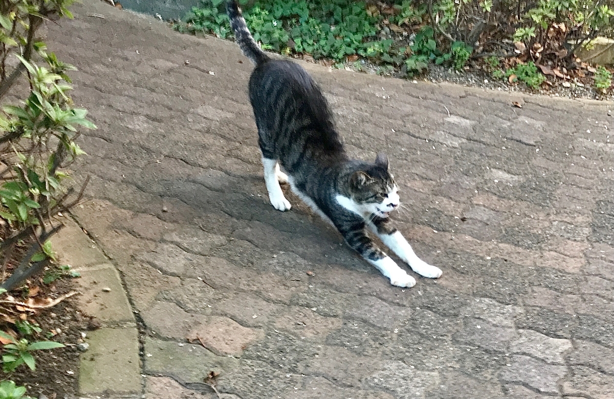 f:id:miemieization:20210625205357j:plain