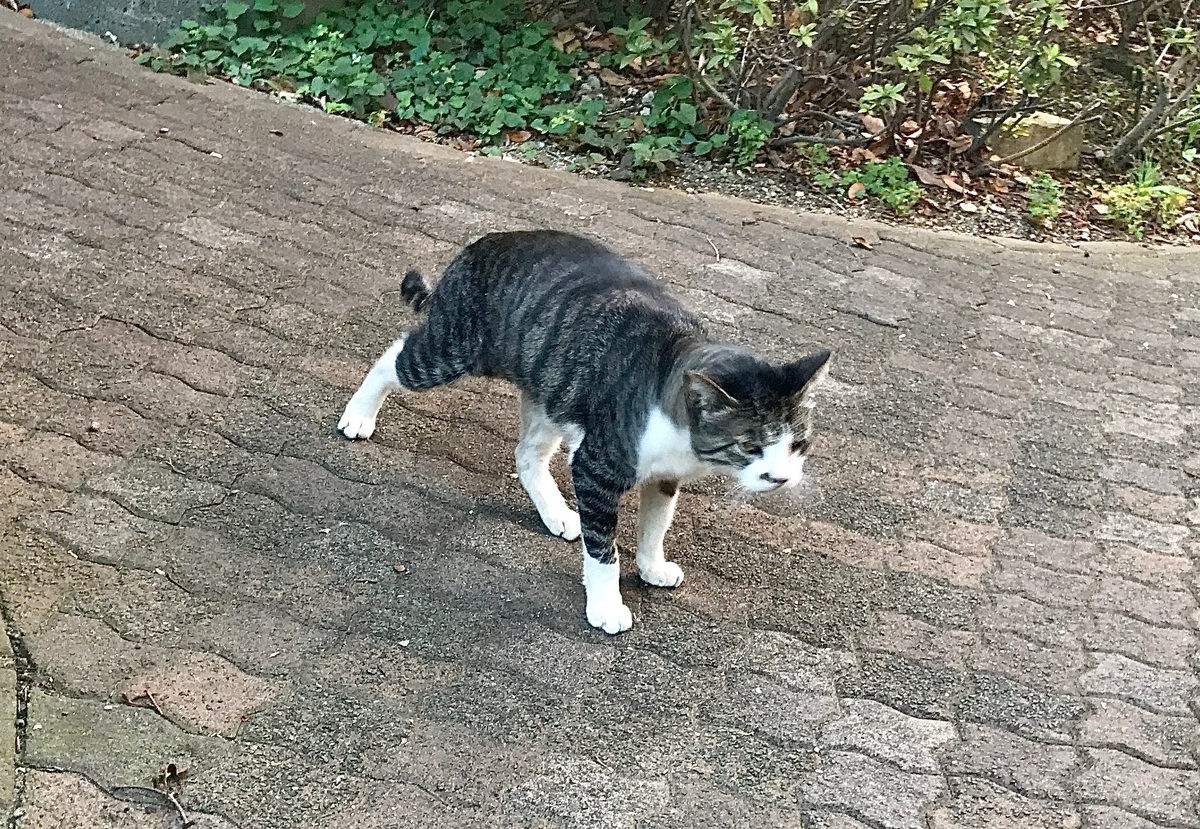 f:id:miemieization:20210625205523j:plain