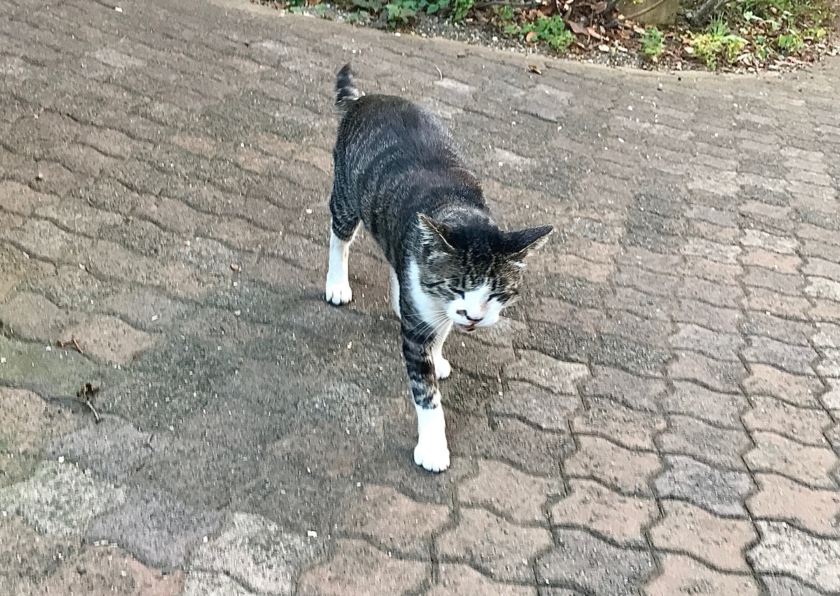 f:id:miemieization:20210625205603j:plain