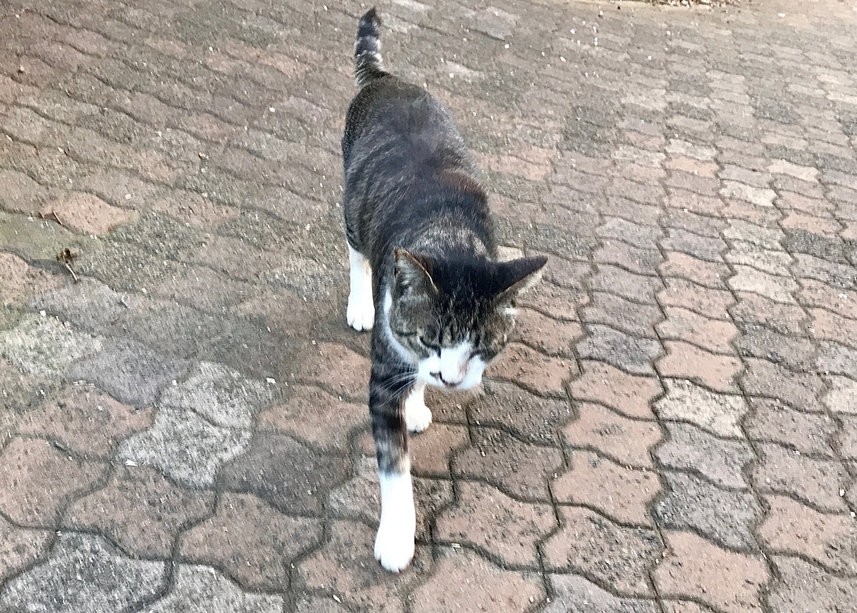 f:id:miemieization:20210625205627j:plain