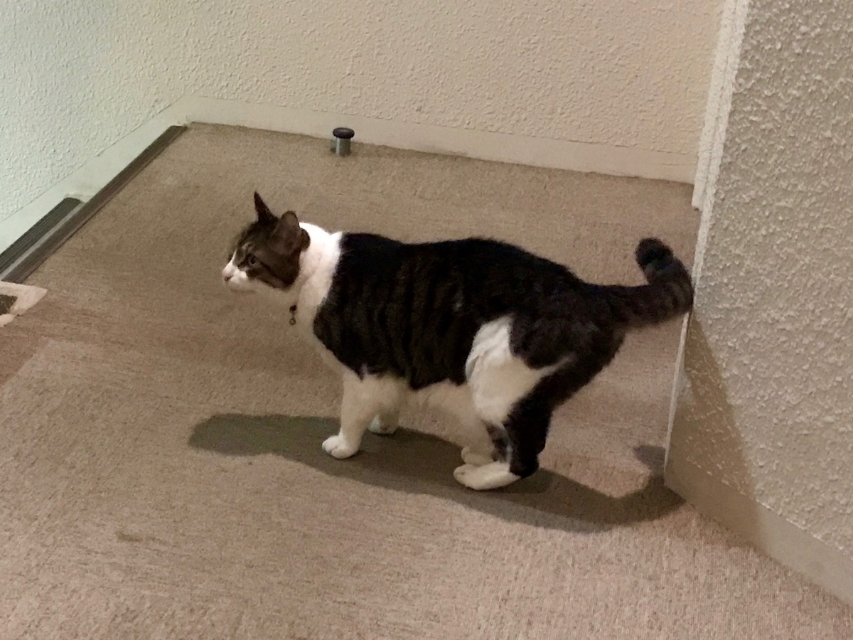 f:id:miemieization:20210628205846j:plain