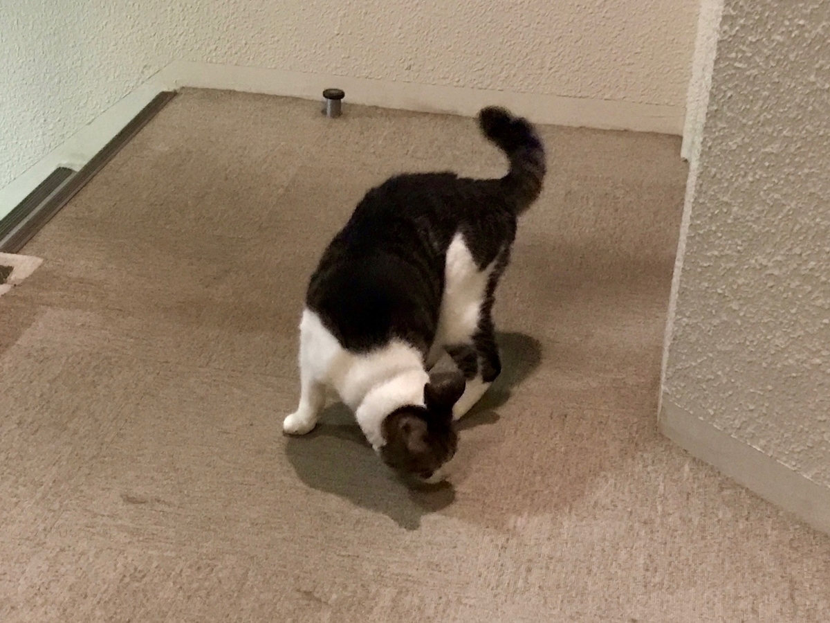 f:id:miemieization:20210628205927j:plain