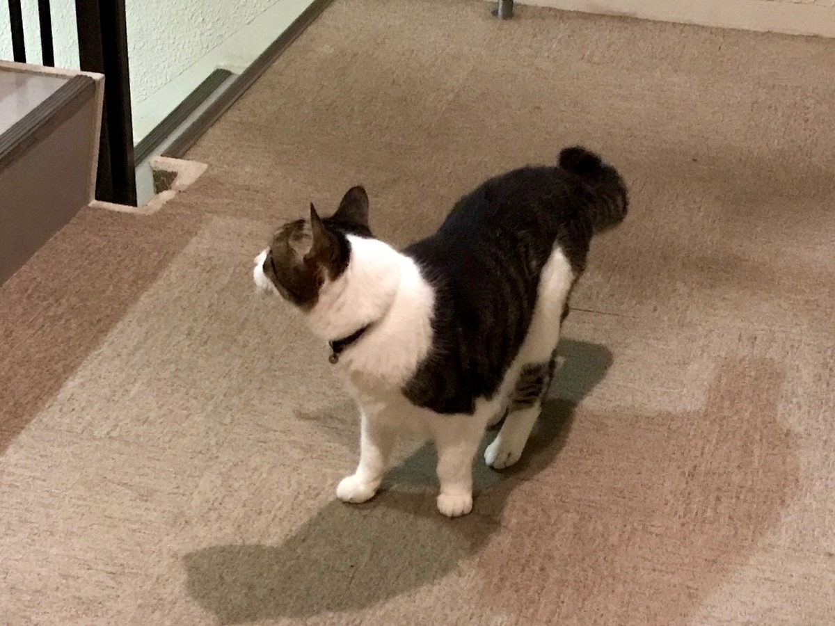 f:id:miemieization:20210628210006j:plain