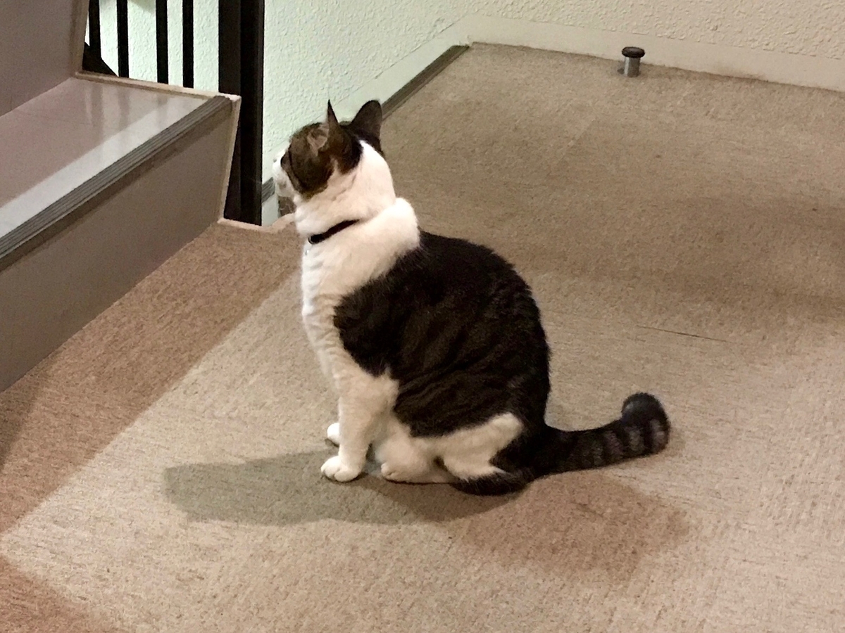 f:id:miemieization:20210628210026j:plain