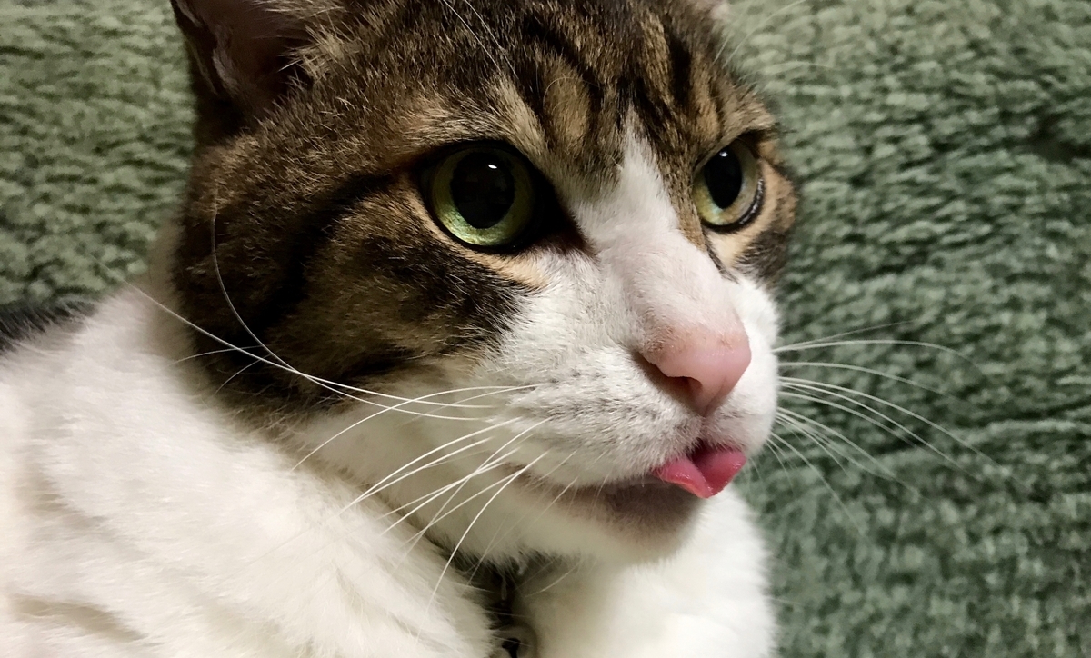 f:id:miemieization:20211111215742j:plain