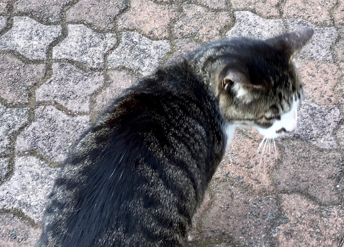 f:id:miemieization:20220124201531j:plain
