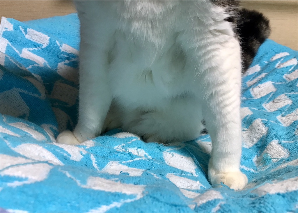 f:id:miemieization:20221002213514j:image