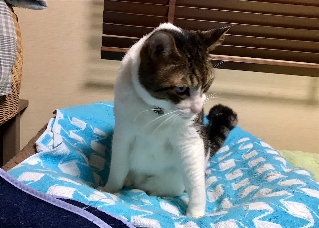 f:id:miemieization:20221002213517j:image