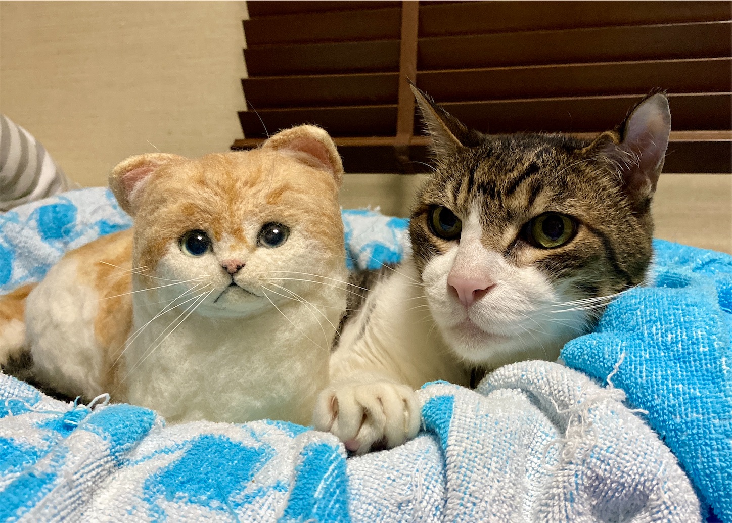 f:id:miemieization:20240523183352j:image