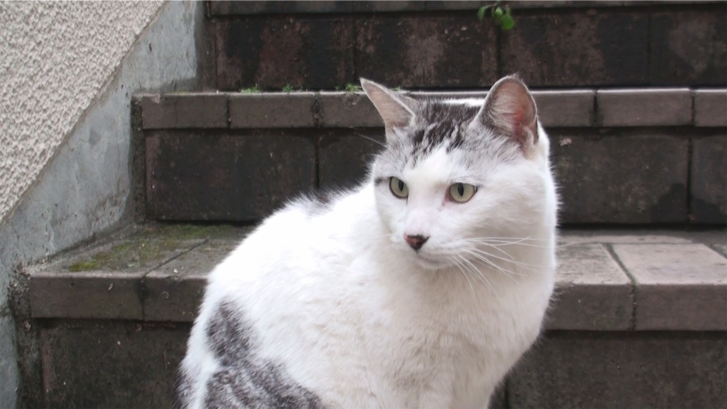f:id:miemieization:20241201064824j:image