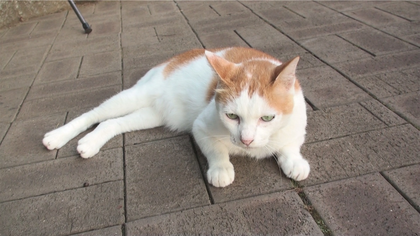 f:id:miemieization:20241201064843j:image