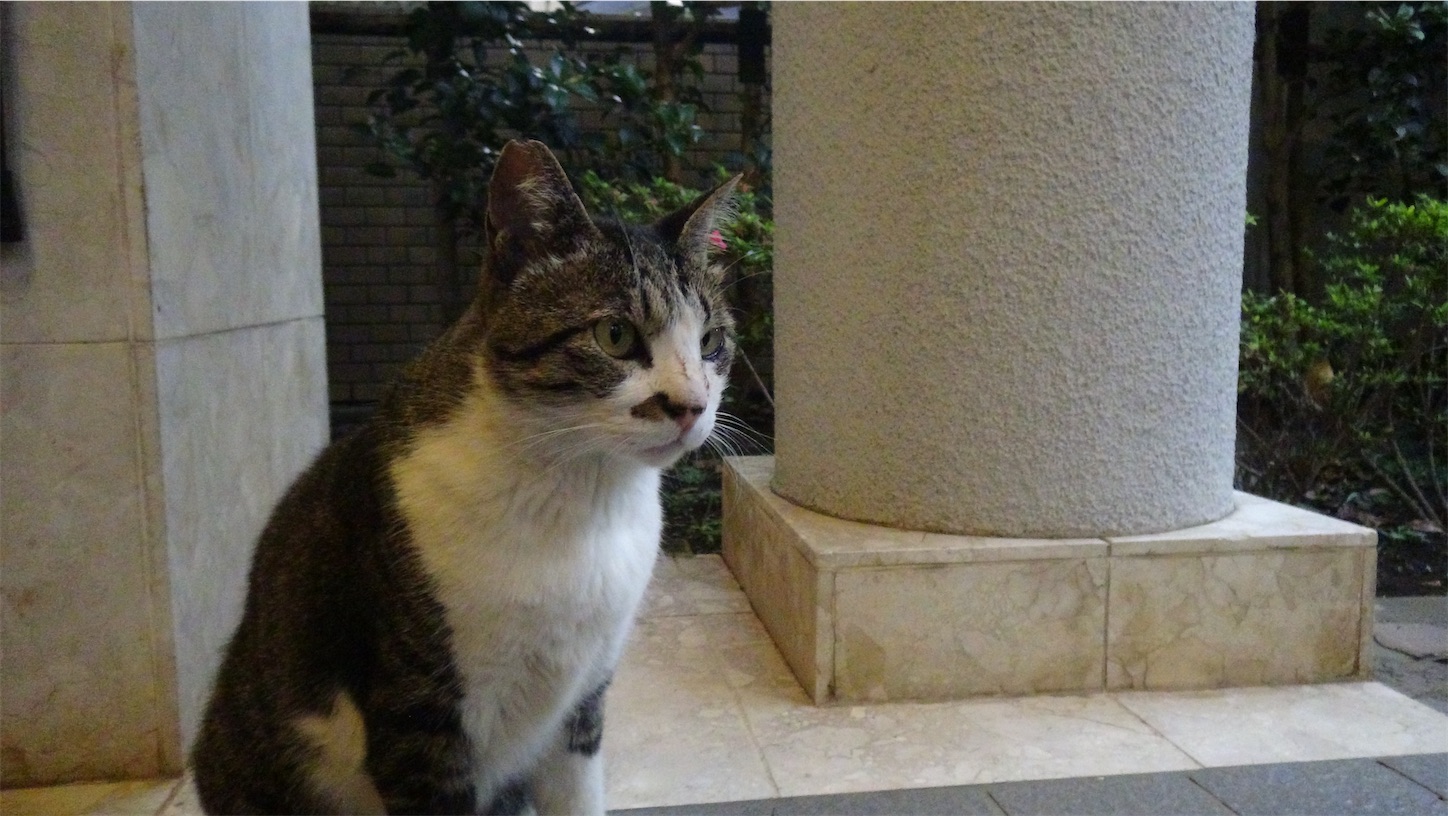 f:id:miemieization:20250211082711j:image