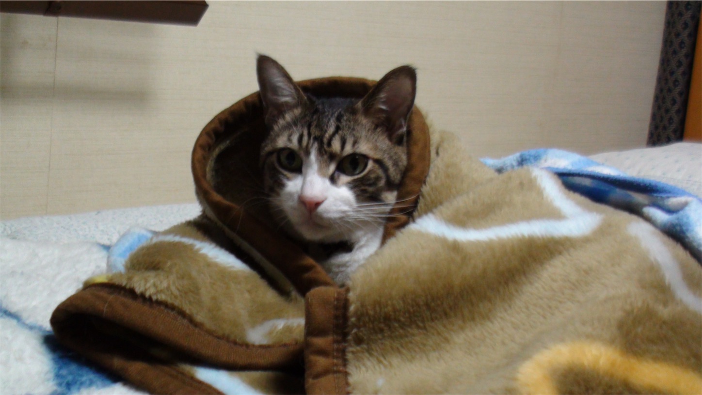 f:id:miemieization:20251110191659j:image