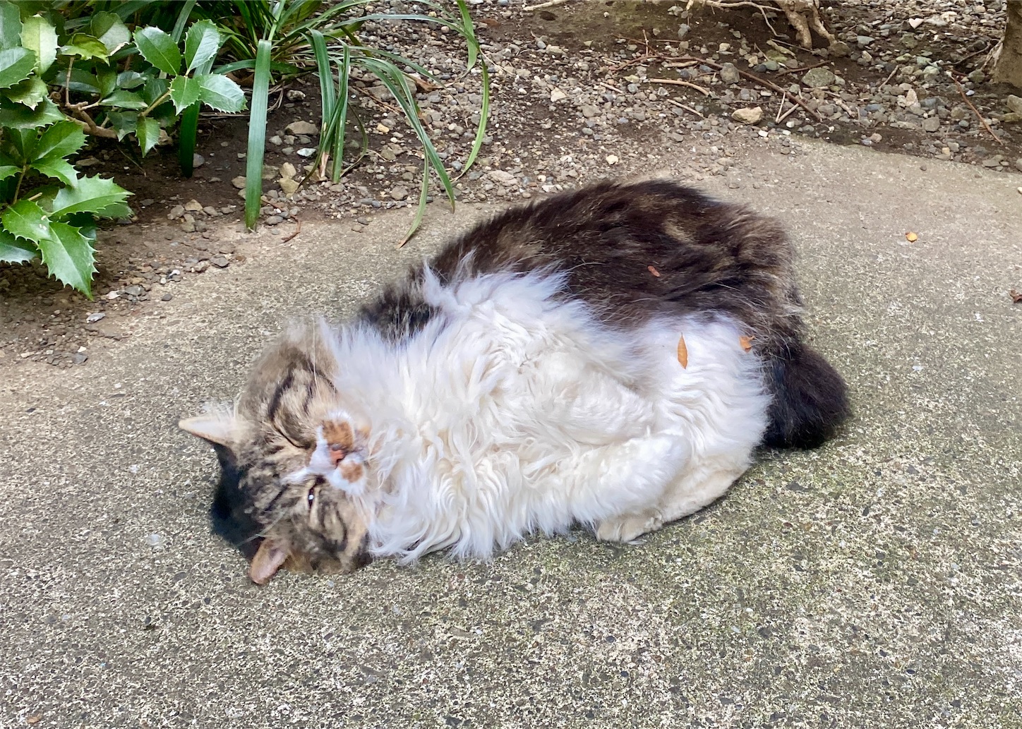 f:id:miemieization:20260106083428j:image