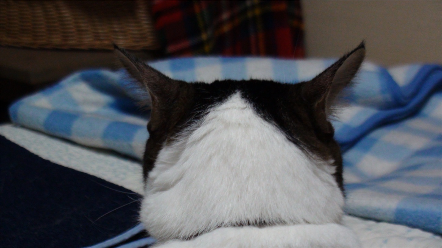 f:id:miemieization:20260109084029j:image