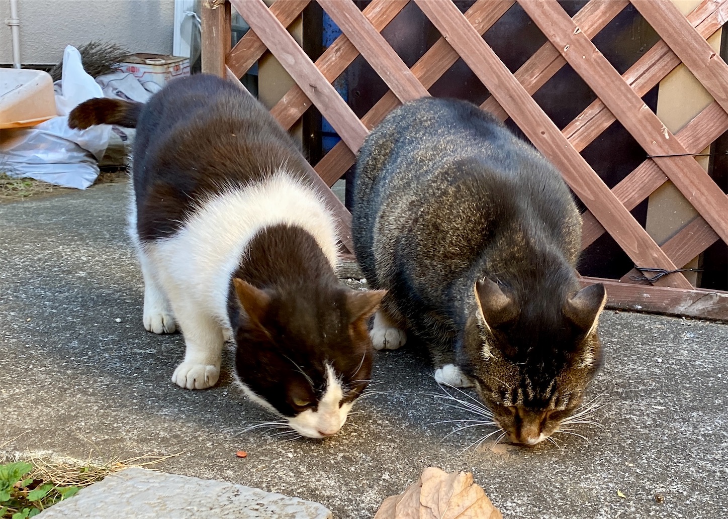 f:id:miemieization:20260112084407j:image f:id:miemieization:20260112084407j:image
