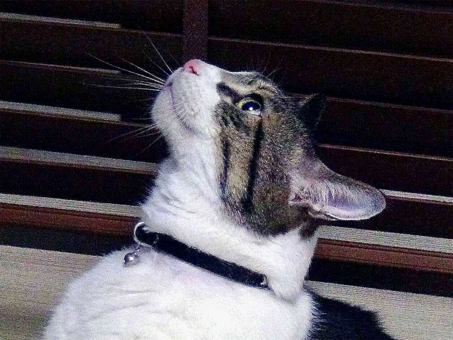 f:id:miemieization:20260211183358j:image