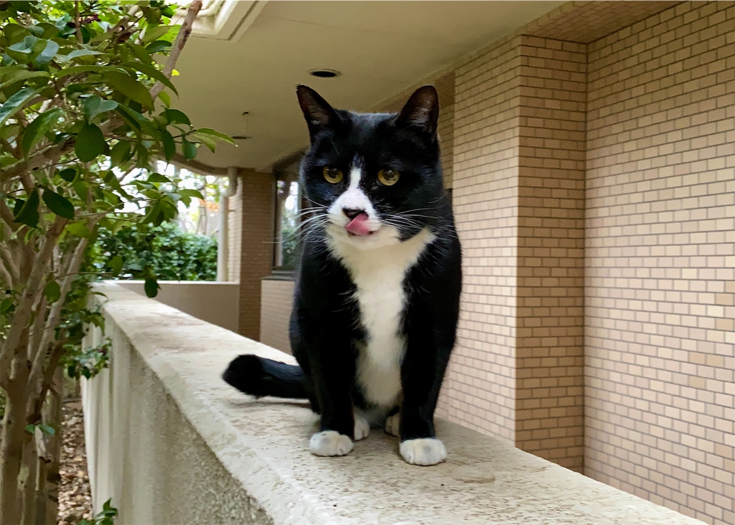 f:id:miemieization:20260313222522j:image