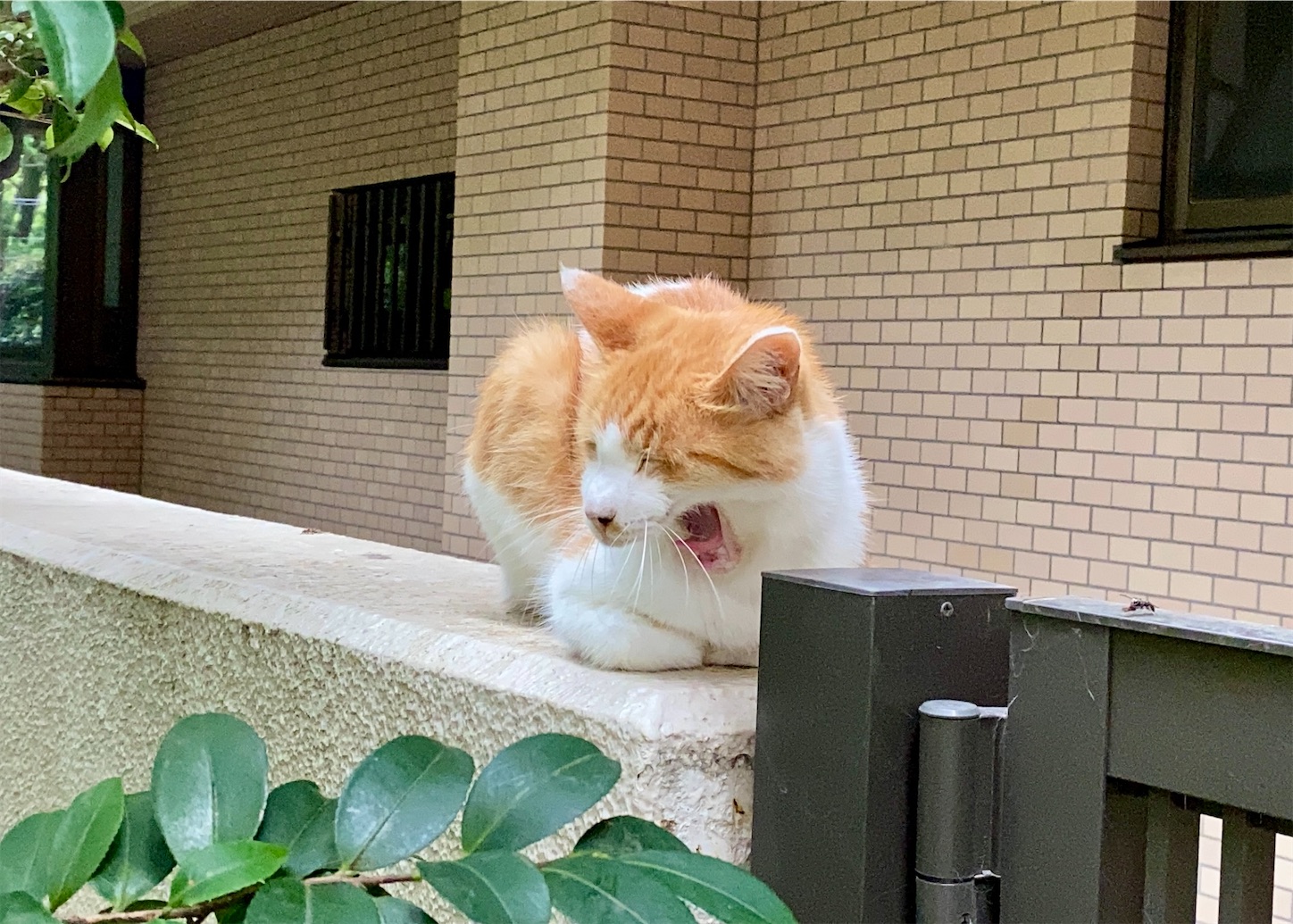 f:id:miemieization:20260724221142j:image f:id:miemieization:20260724221142j:image