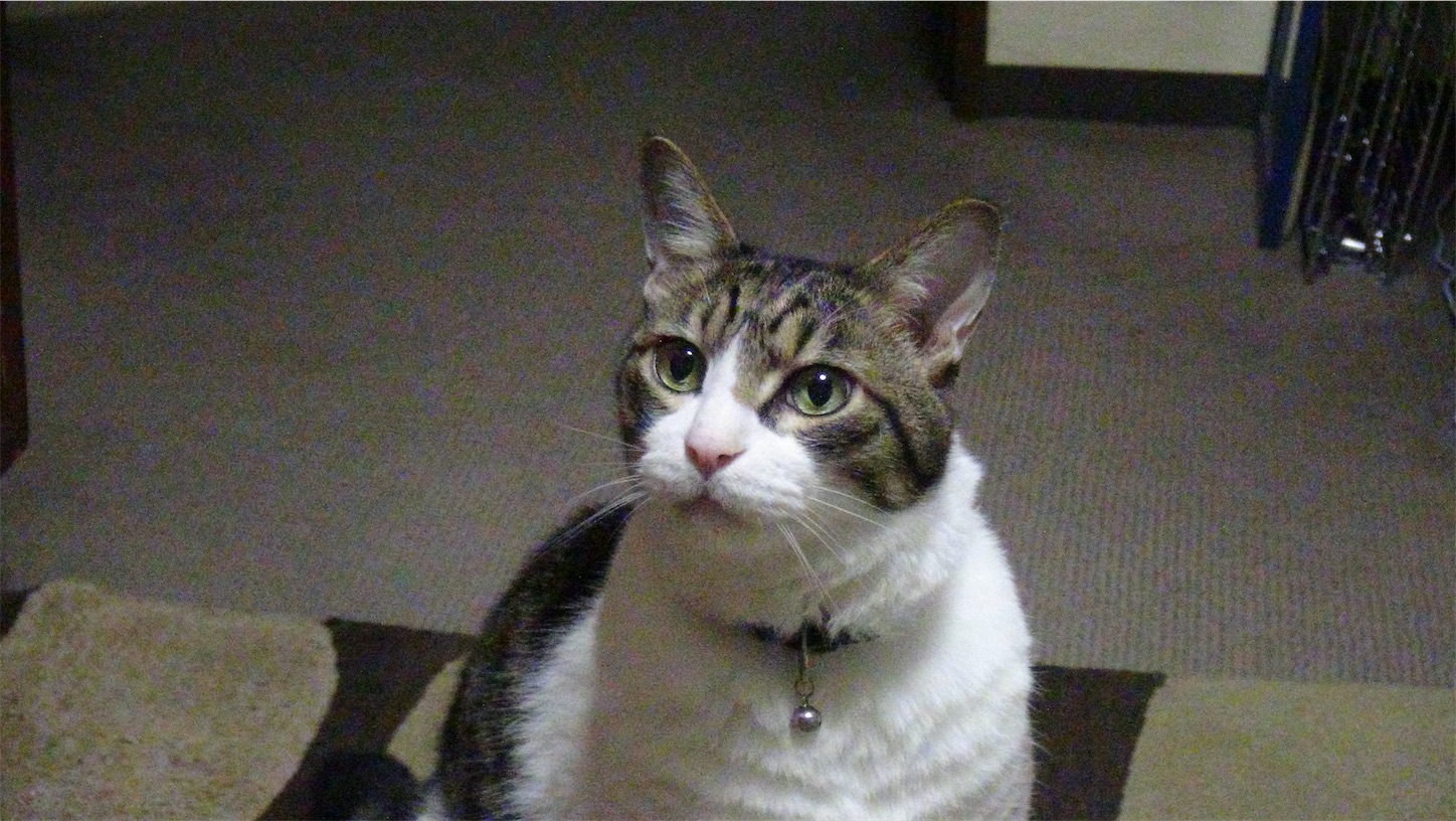 f:id:miemieization:20260810152333j:image f:id:miemieization:20260810152333j:image