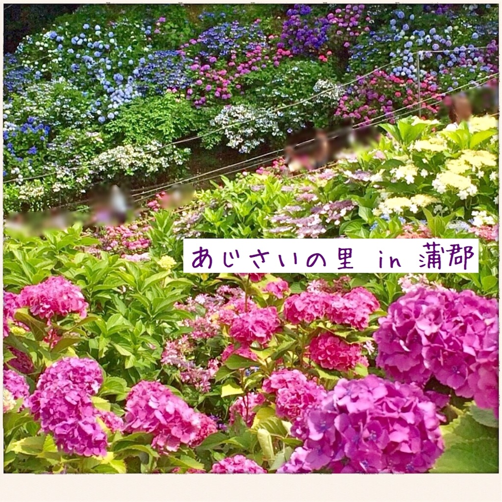 形原温泉あじさいの里 あじさい祭り18 東海随一の紫陽花スポットへ こあらのアイディア帖