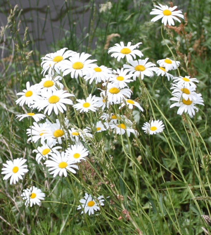 f:id:mifasorashido:20090613120533j:image