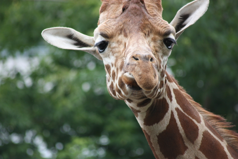 f:id:mifasorashido:20100815121834j:image