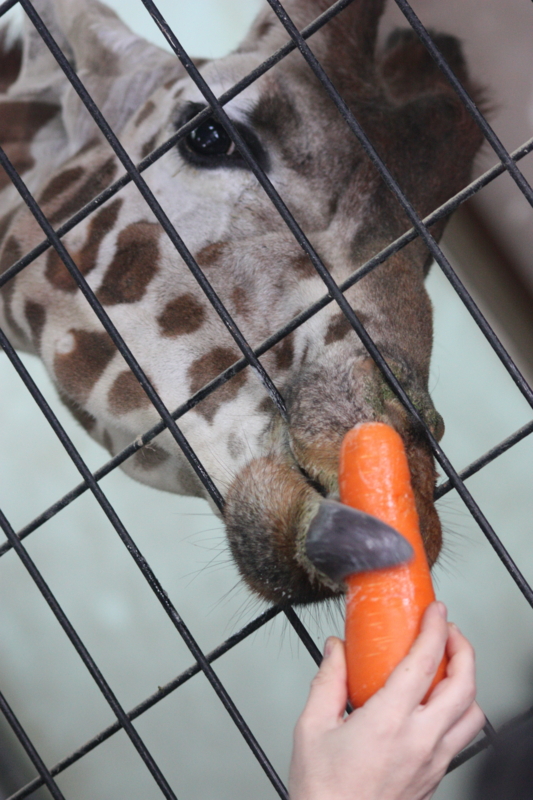 f:id:mifasorashido:20120202211834j:image