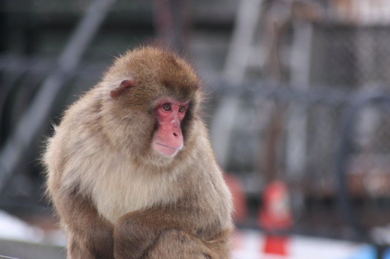 f:id:mifasorashido:20120211112701j:image f:id:mifasorashido:20120211112701j:image