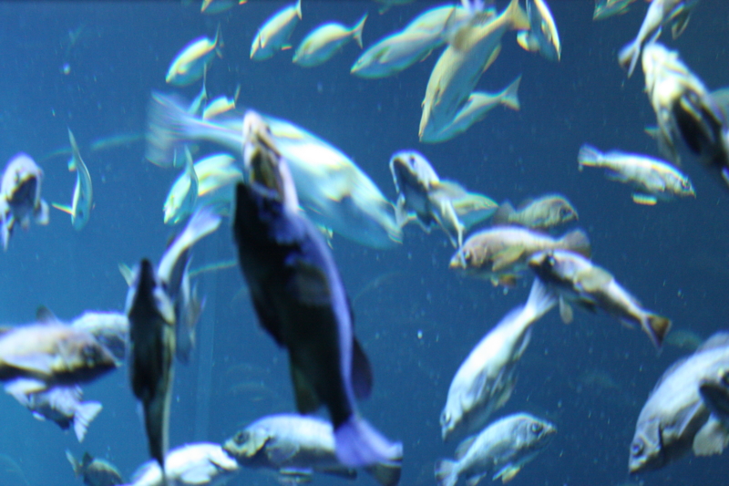 f:id:mifasorashido:20120428222421j:image