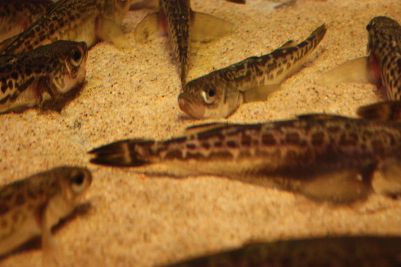 f:id:mifasorashido:20120428222527j:image
