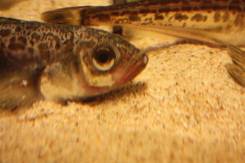 f:id:mifasorashido:20120428222528j:image