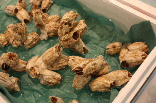 f:id:mifasorashido:20120914122312j:image