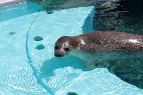 f:id:mifasorashido:20130517224122j:image f:id:mifasorashido:20130517224122j:image