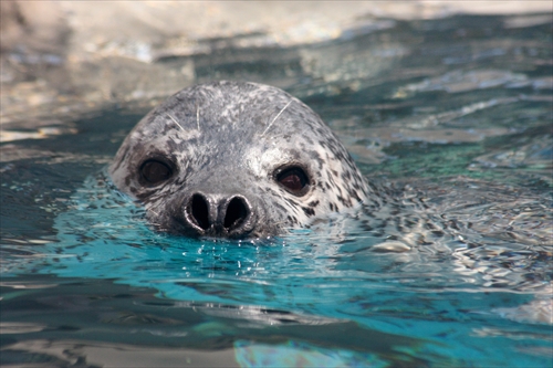 f:id:mifasorashido:20130517224126j:image f:id:mifasorashido:20130517224126j:image