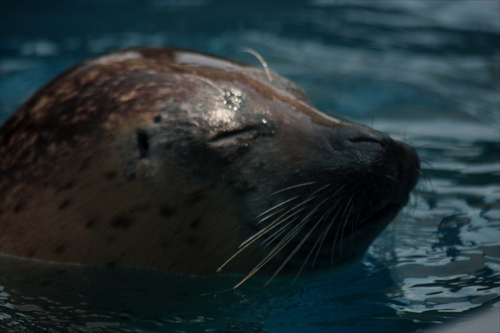 f:id:mifasorashido:20130517224131j:image f:id:mifasorashido:20130517224131j:image