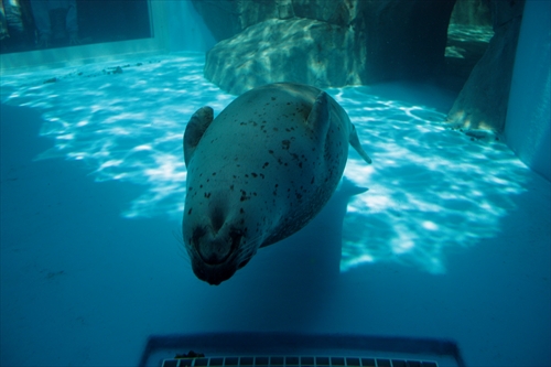 f:id:mifasorashido:20130517224134j:image f:id:mifasorashido:20130517224134j:image