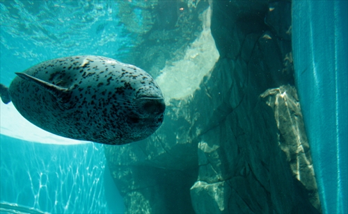 f:id:mifasorashido:20130517224136j:image f:id:mifasorashido:20130517224136j:image