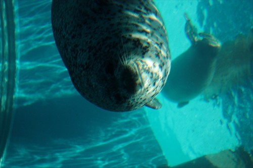 f:id:mifasorashido:20130517224142j:image f:id:mifasorashido:20130517224142j:image