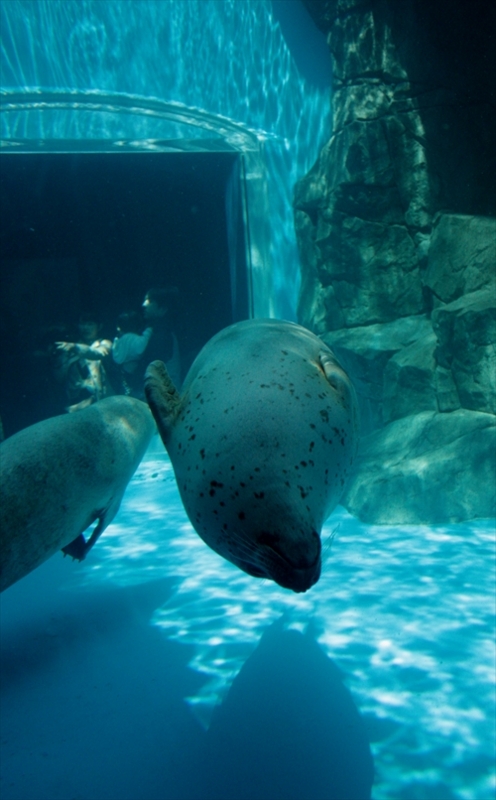 f:id:mifasorashido:20130517224144j:image f:id:mifasorashido:20130517224144j:image